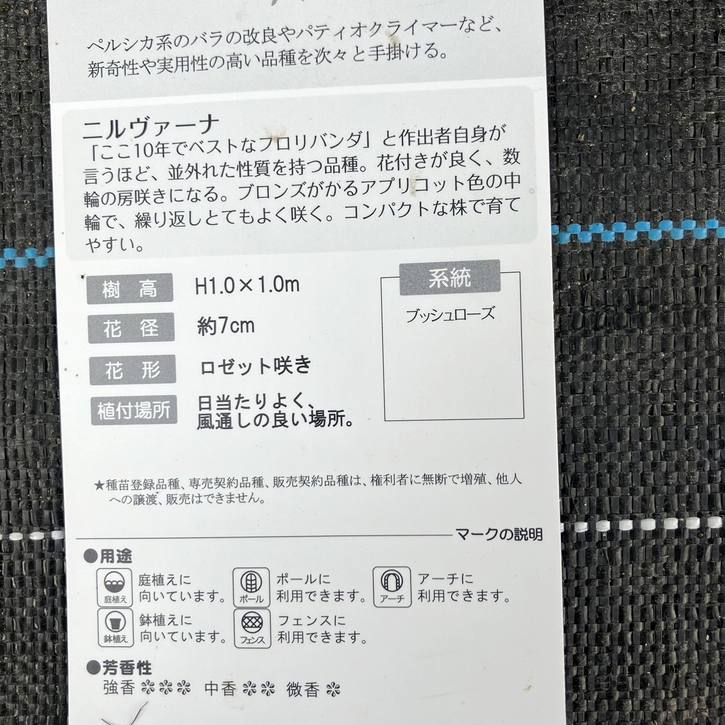 数量限定】バラ大苗 ニルヴァーナ 6号ロングスリット鉢 ワーナーズ