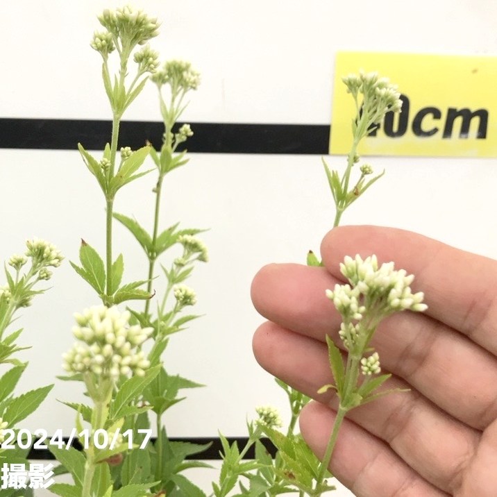 白花フジバカマ 4号×2鉢セット｜草花10-TU | 草花 | 赤塚植物園
