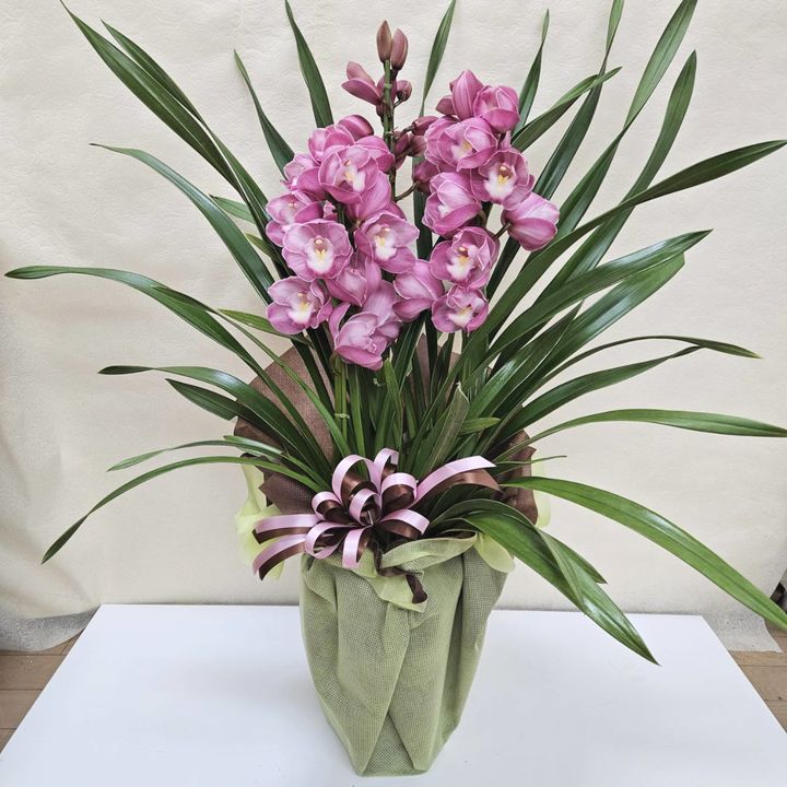 アートフラワーシンビジウム 鉢花 ピンクホワイト アートフラワーシンビジウム 鉢花 ピンクホワイト