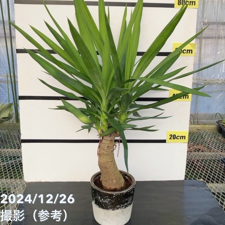現品お届け】ユッカ 6号 エレファンティペス（Yucca elephantipes