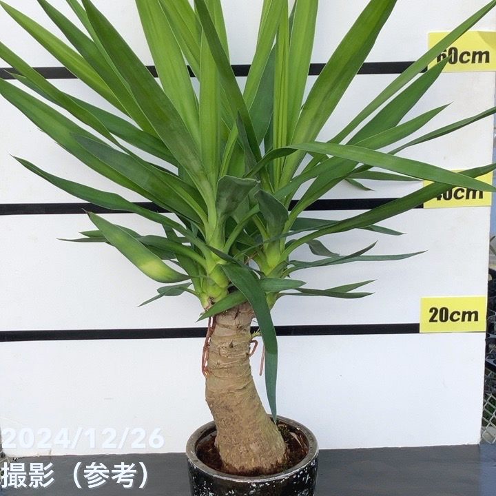 現品お届け】ユッカ 6号 エレファンティペス（Yucca elephantipes