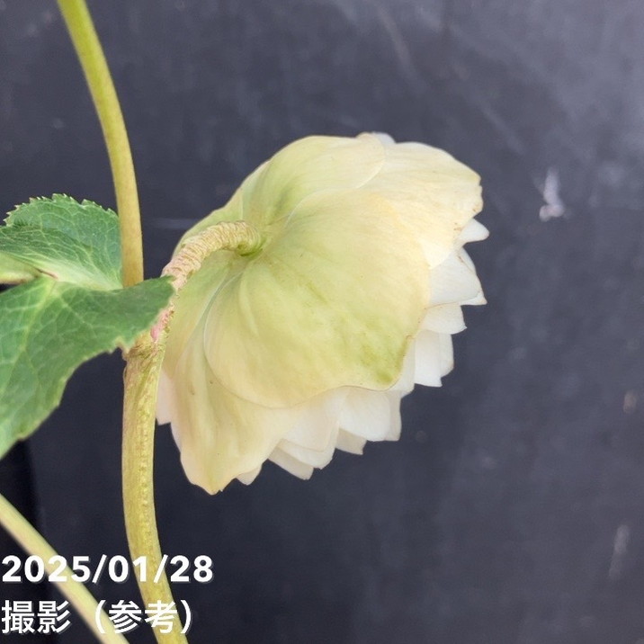 一点物】横山園芸 クリスマスローズ プリマドレス 4.5号（YK3）｜山野