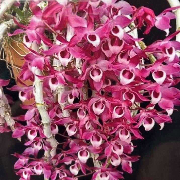 デンドロビューム原種 2.5号 パリシー｜洋蘭04-PA | 草花,洋ラン