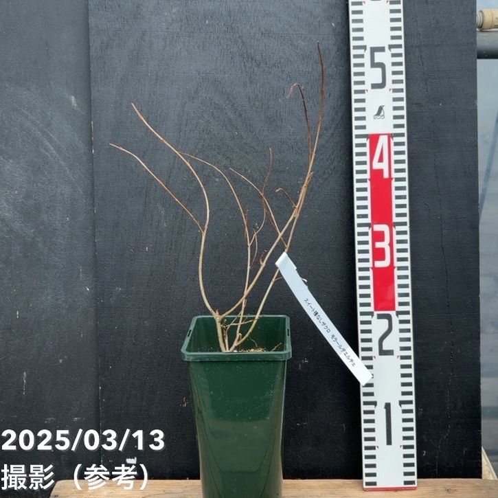 スイート種なしザクロ モラール デ エルチェ 4号 2年生|果樹04-PA