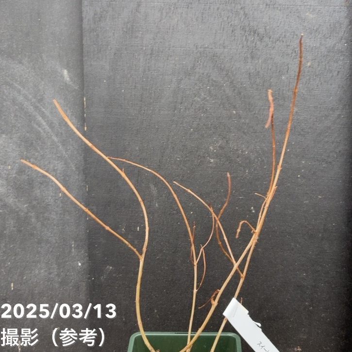 スイート種なしザクロ モラール デ エルチェ 4号 2年生|果樹04-PA