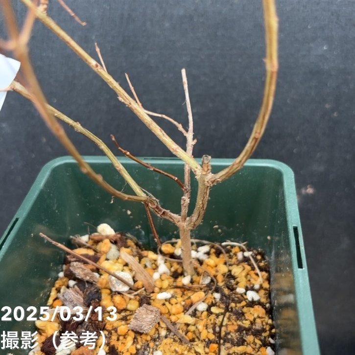 スイート種なしザクロ モラール デ エルチェ 4号 2年生|果樹04-PA