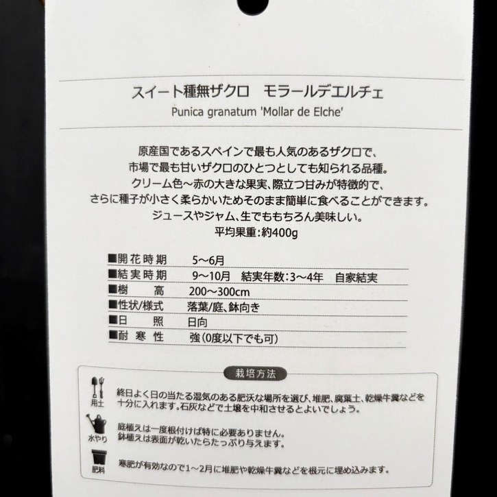 スイート種なしザクロ モラール デ エルチェ 4号 2年生|果樹04-PA