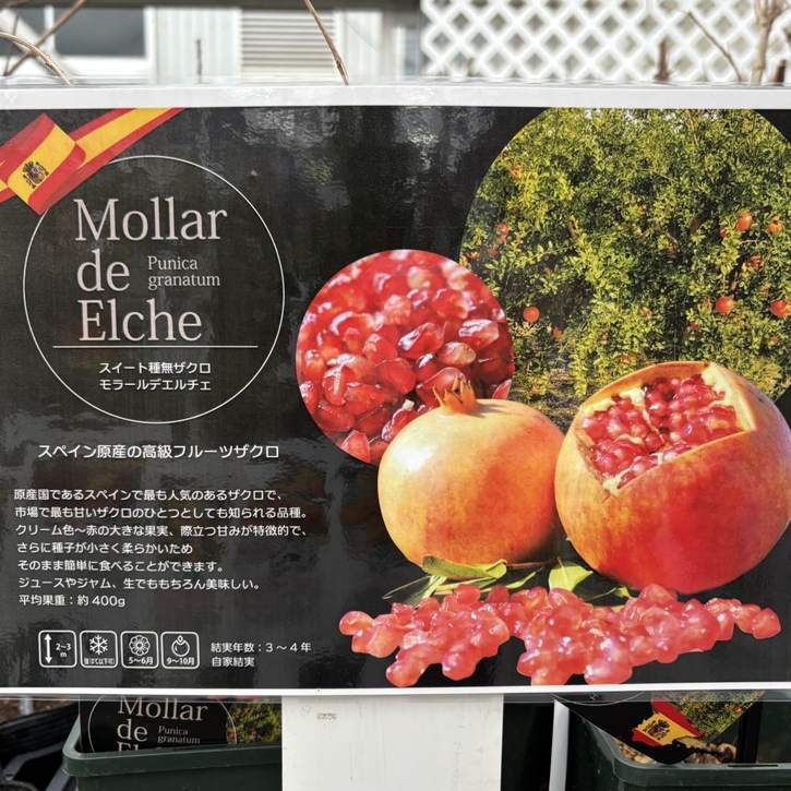 スイート種なしザクロ モラール デ エルチェ 4号 2年生|果樹04-PA