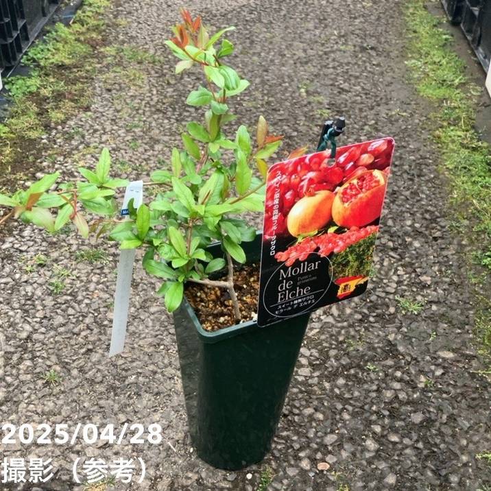 スイート種なしザクロ モラール デ エルチェ 4号 2年生|果樹04-PA