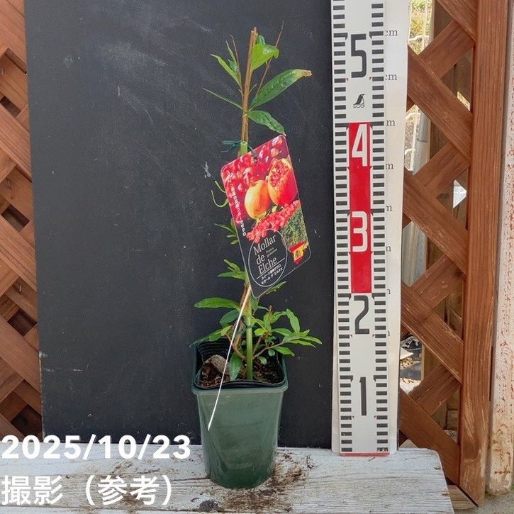 スイート種なしザクロ モラール デ エルチェ 4号 2年生|果樹04-PA