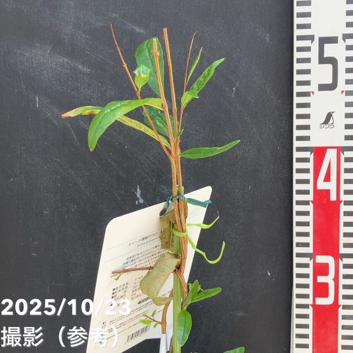 スイート種なしザクロ モラール デ エルチェ 4号 2年生|果樹04-PA