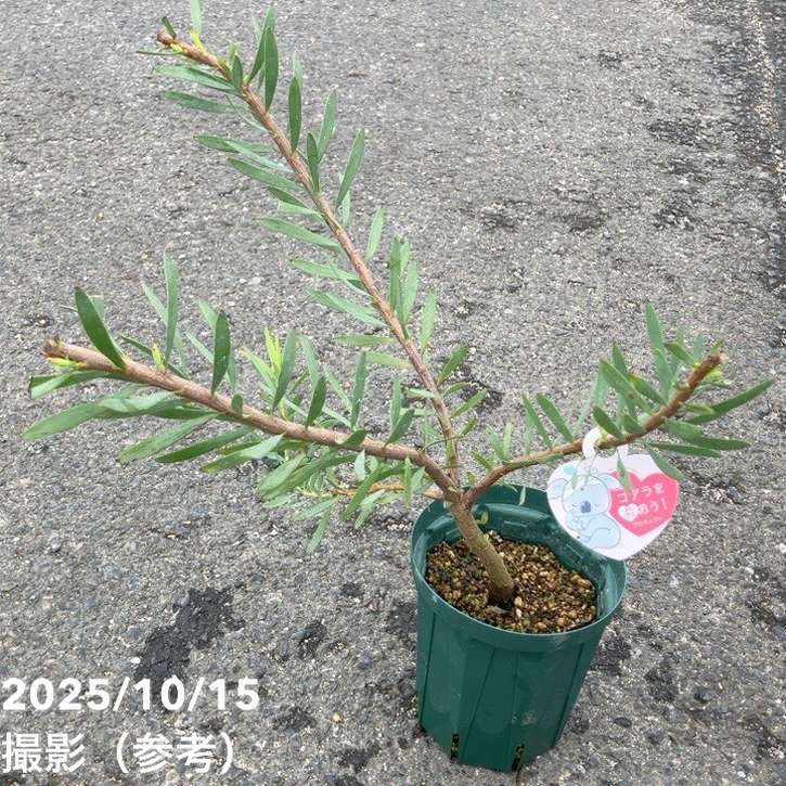 リューカデンドロン イエローチューリップ 4号｜花木10-TU | 花木