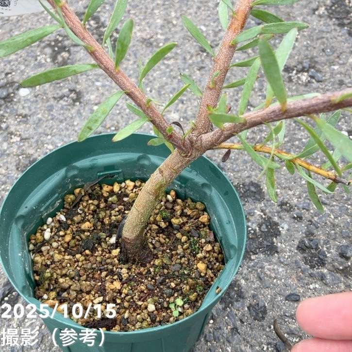 リューカデンドロン イエローチューリップ 4号｜花木10-TU | 花木