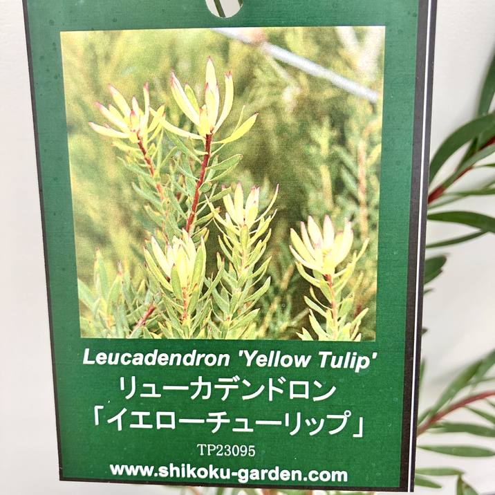 リューカデンドロン イエローチューリップ 4号｜花木10-TU | 花木