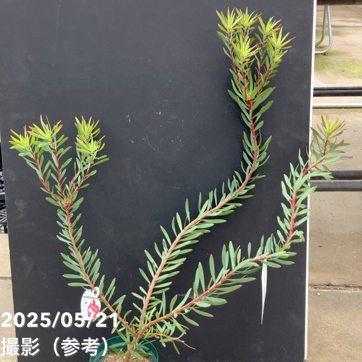 リューカデンドロン イエローチューリップ 4号｜花木10-TU | 花木