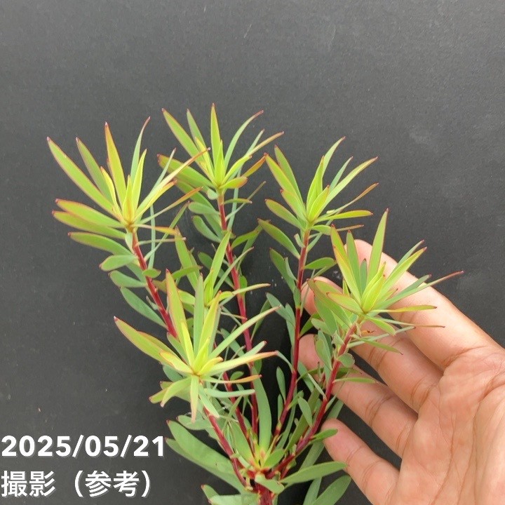 リューカデンドロン イエローチューリップ 4号｜花木10-TU | 花木