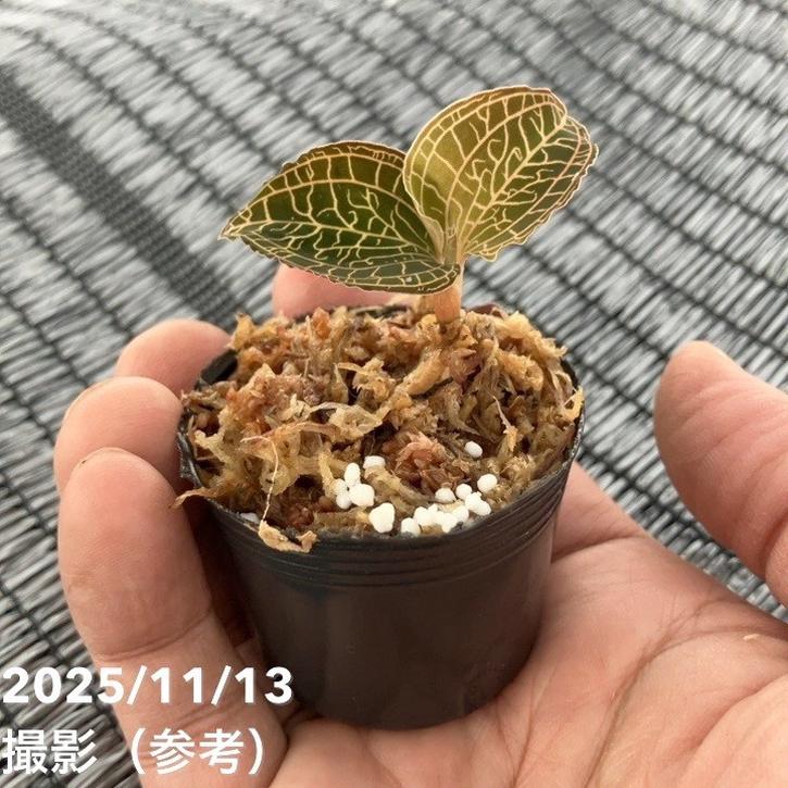 ジュエルオーキッド 1号 Anoectochilus albolineatus｜洋蘭01-D1
