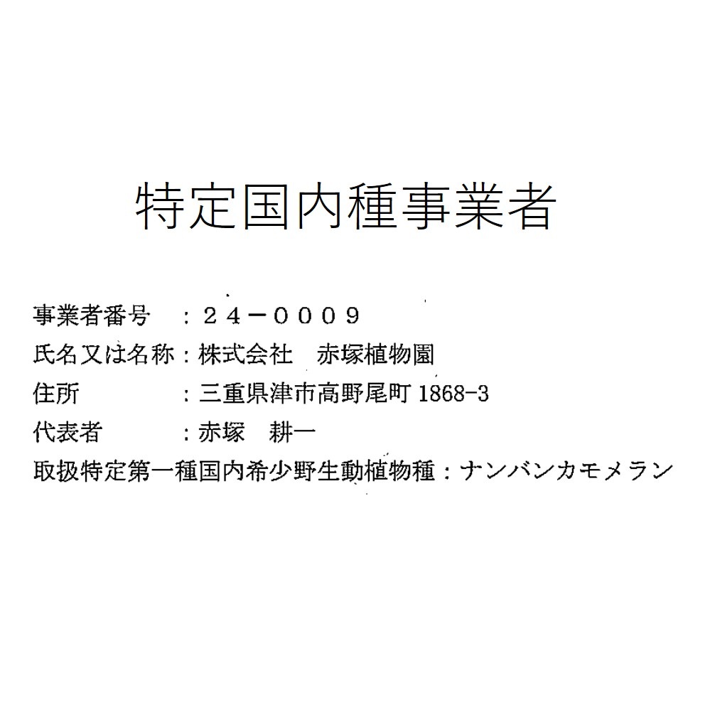 65周年記念セール】ジュエルオーキッド 1号 Anoectochilus
