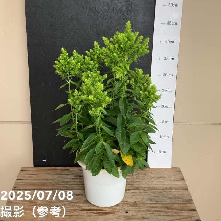 フロックス グリーンライオン 5号 PVP｜草花04-PA | 草花 | 赤塚植物園