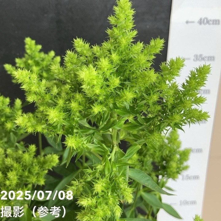 フロックス グリーンライオン 5号 PVP｜草花04-PA | 草花 | 赤塚植物園