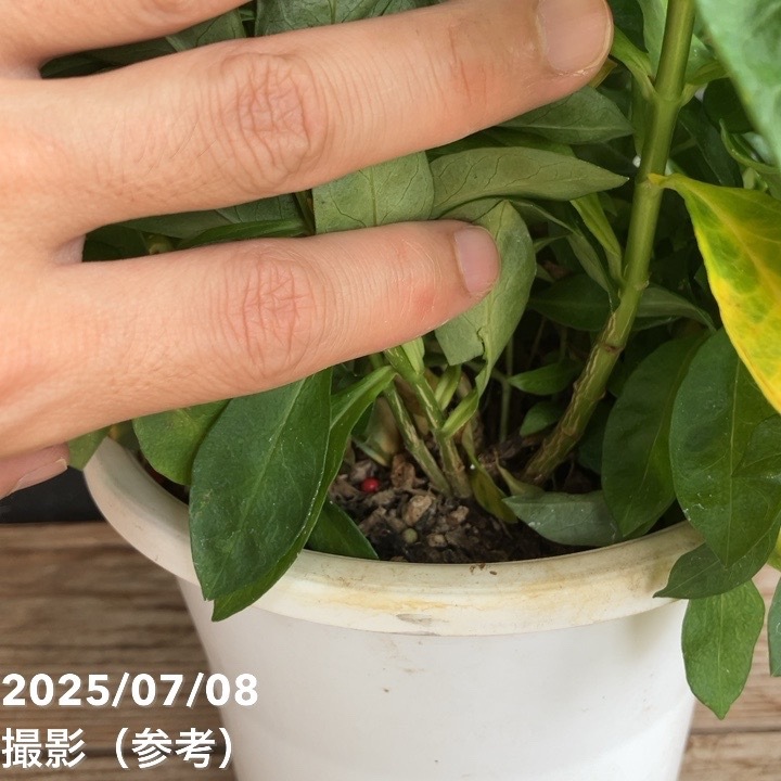 フロックス グリーンライオン 5号 PVP｜草花04-PA | 草花 | 赤塚植物園