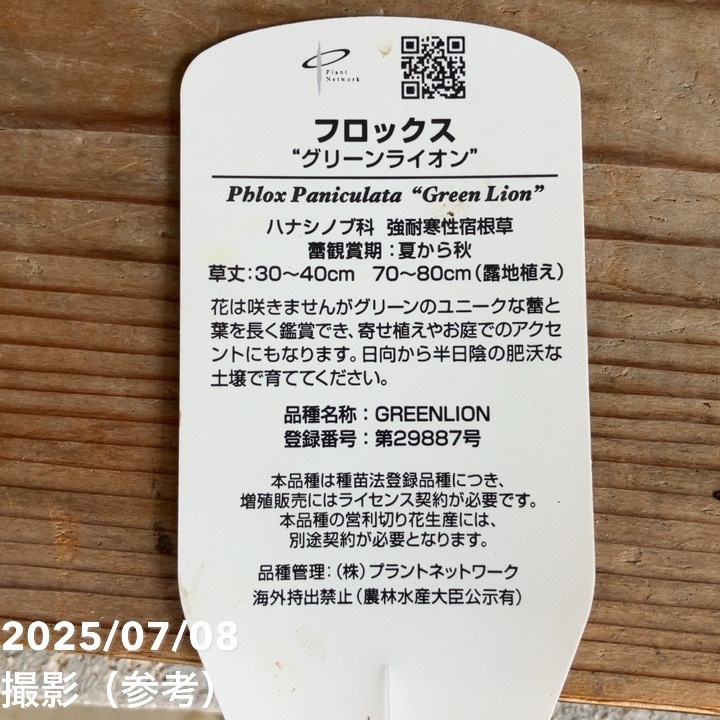フロックス グリーンライオン 5号 PVP｜草花04-PA | 草花 | 赤塚植物園