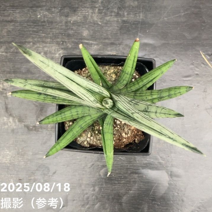 サンスベリア 4号 ヘリオスドワーフHelios Dwarf 角プラ鉢仕様｜観葉02