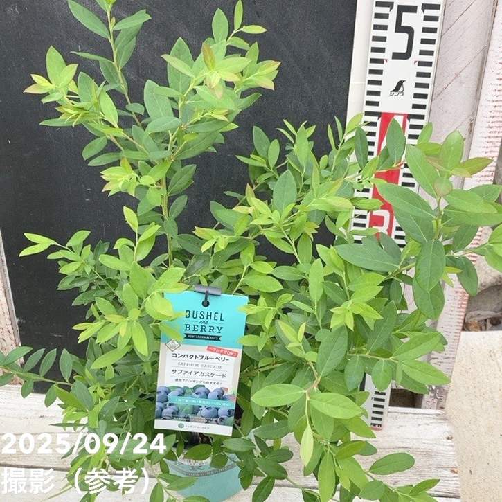 コンパクトブルーベリー サファイヤカスケード 5号｜果樹04-PA | 果樹