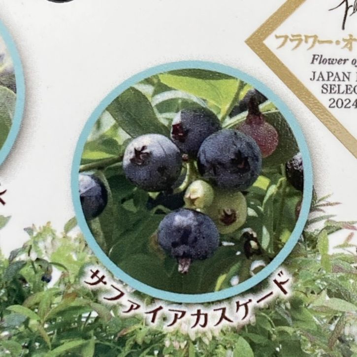 コンパクトブルーベリー サファイアカスケード 5号｜果樹04-PA | 果樹