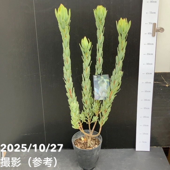 決算P5倍！8/2まで】【お買い得！】リューカデンドロン ヴェルデ 5号