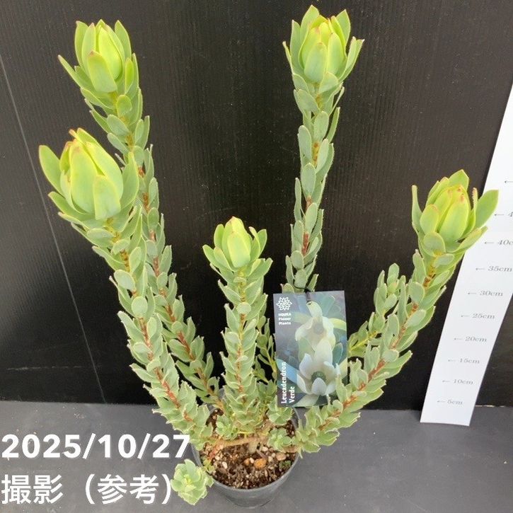 決算P5倍！8/2まで】【お買い得！】リューカデンドロン ヴェルデ 5号