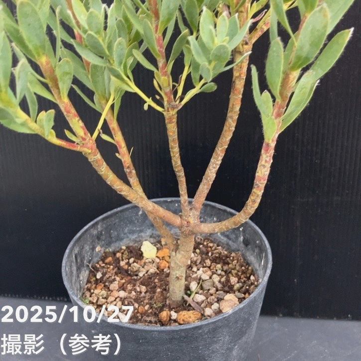 決算P5倍！8/2まで】【お買い得！】リューカデンドロン ヴェルデ 5号