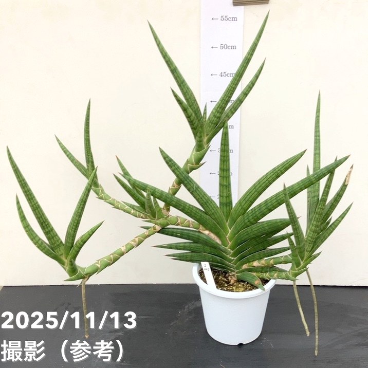 現品お届け】サンスベリア 5号 モトムケニア 充実クランプ株 プラ仕様