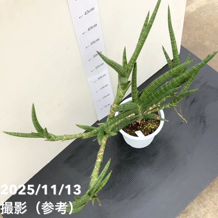現品お届け】サンスベリア 5号 モトムケニア 充実クランプ株 プラ仕様