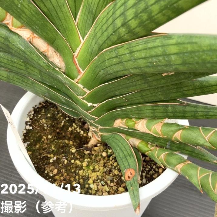 現品お届け】サンスベリア 5号 モトムケニア 充実クランプ株 プラ仕様