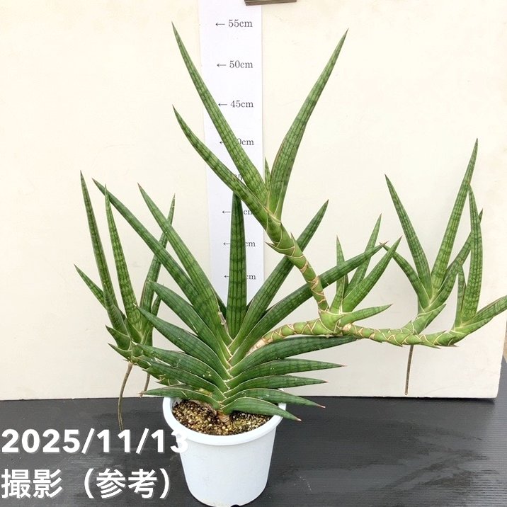 現品お届け】サンスベリア 5号 モトムケニア 充実クランプ株 プラ仕様
