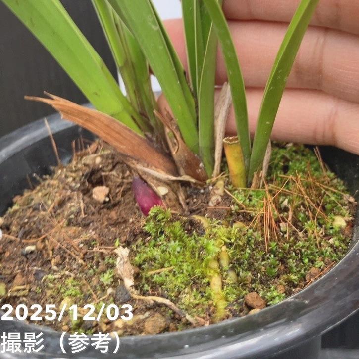 花芽1個＞キンリョウヘン 4号（日月 ジツゲツ）｜ミツバチ蘭｜洋蘭10