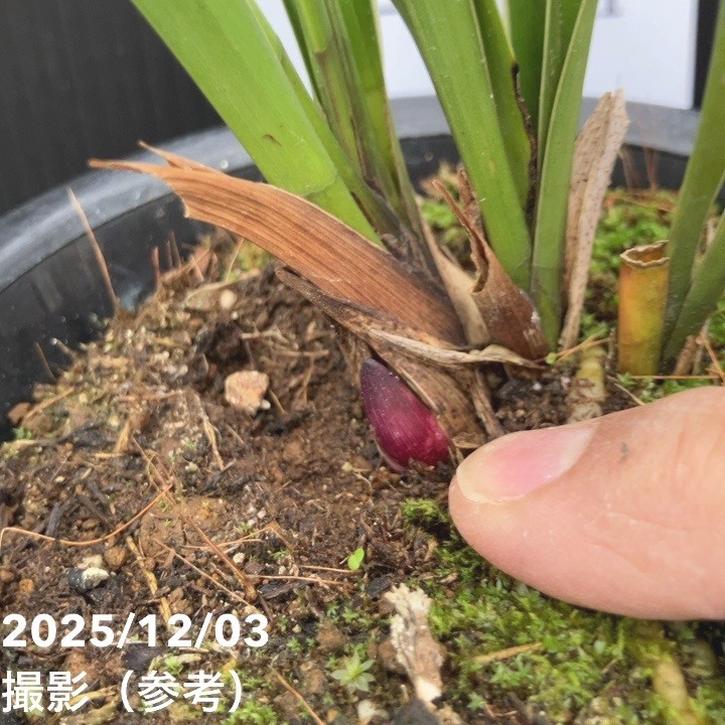 きんりょうへん11花芽1づつ3鉢セット キンリョウヘン原種 花芽計3付き 2鉢セット キンリョウヘン」の人気