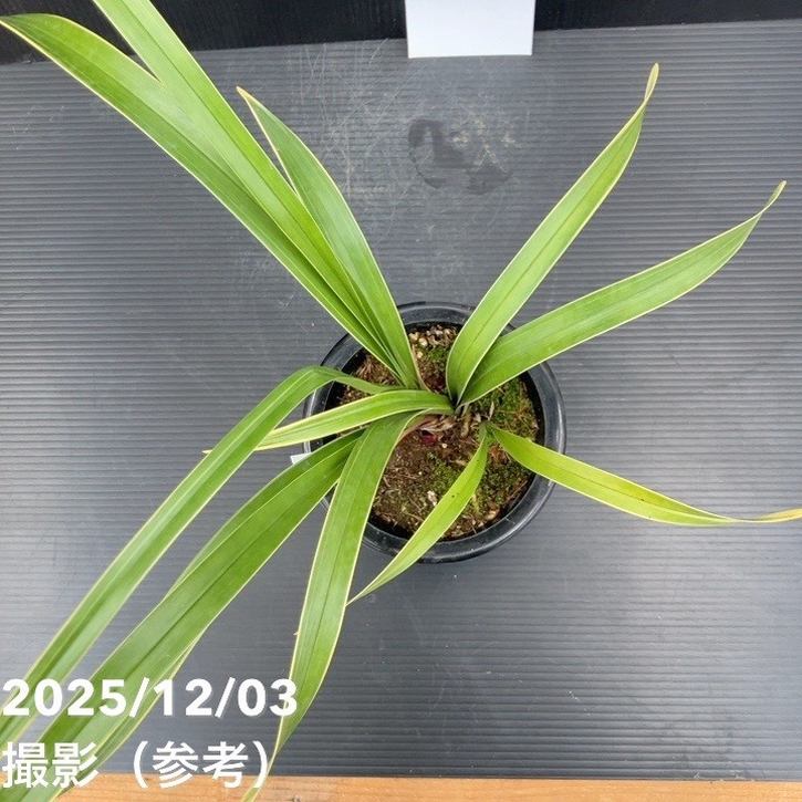 花芽1個>キンリョウヘン 4号(日月 ジツゲツ)|ミツバチ蘭|洋蘭10 花芽1個>キンリョウヘン 4号(日月 ジツゲツ)|ミツバチ蘭|洋蘭10