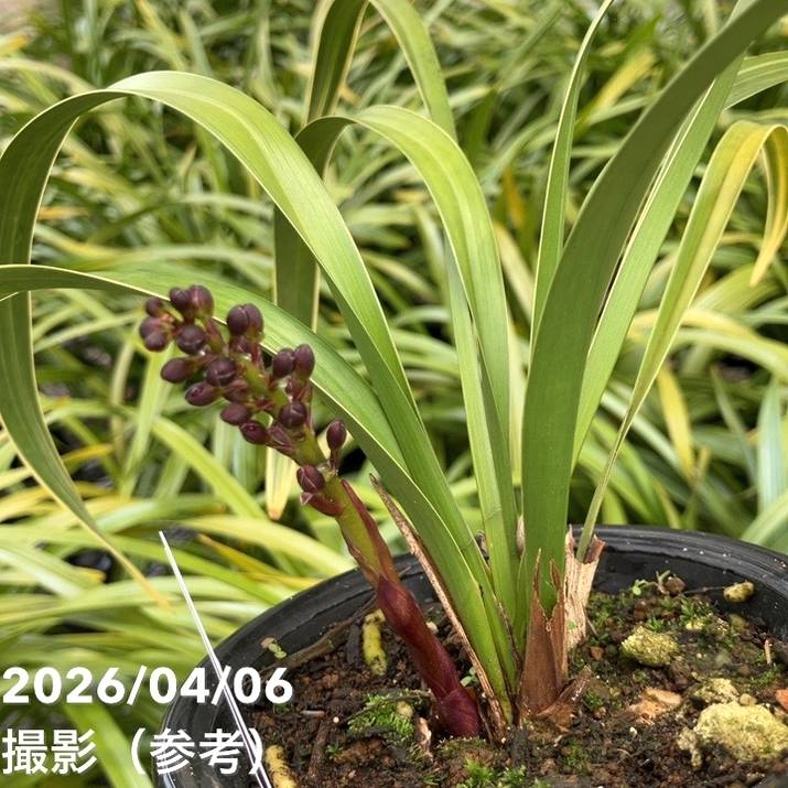 R8年キンリョウヘン花芽7本#1 R8年キンリョウヘン花芽7本#1 【公式通販】