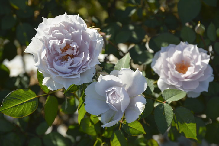ポルトブルー★バラ大苗★ロサオリエンティス★プログレッシオ★バラの家★バラ★大苗 ポルトブルー☆バラ大苗☆ロサオリエンティス☆プログレッシオ☆バラの家
