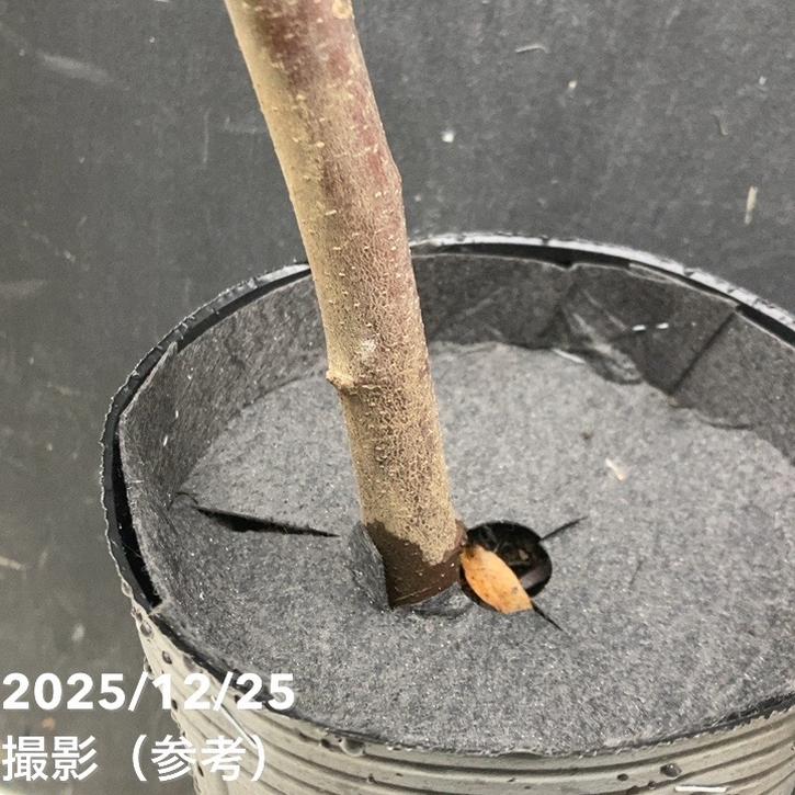 樫、栗 栗 紫峰 4号ロングポット｜果樹04-PA | 果樹,ナッツ類 | 赤塚植物園
