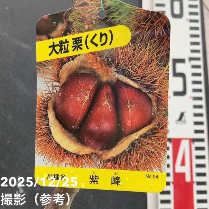 樫、栗 栗の品種「銀寄（ぎんよせ）栗」の特徴は？旬や味わいから選び方まで