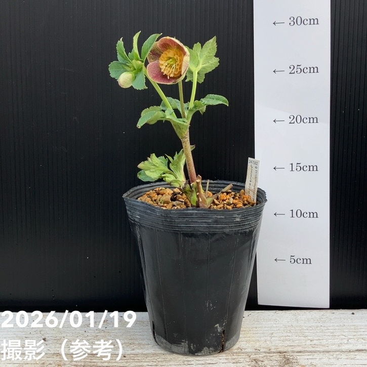 一点物】加藤農園 クリスマスローズ 4.5号（KT10）｜山野04-PA | 草花