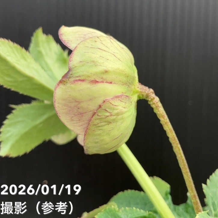 一点物】加藤農園 クリスマスローズ 4.5号（KT10）｜山野04-PA | 草花
