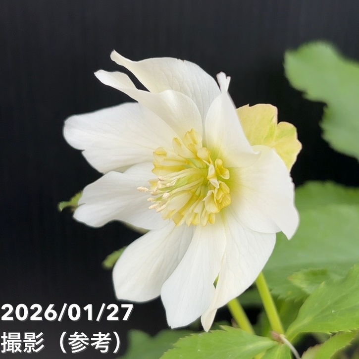 一点物】花郷園 クリスマスローズ パピエ ブランシュ Papier blanche