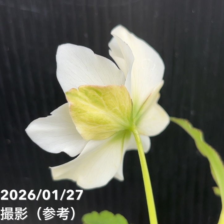 一点物】花郷園 クリスマスローズ パピエ ブランシュ Papier blanche