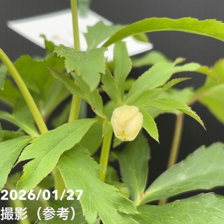 一点物】花郷園 クリスマスローズ パピエ ブランシュ Papier blanche