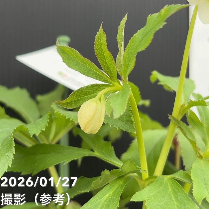 一点物】花郷園 クリスマスローズ パピエ ブランシュ Papier blanche