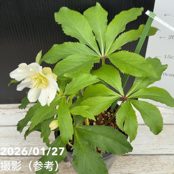 一点物】花郷園 クリスマスローズ パピエ ブランシュ Papier blanche